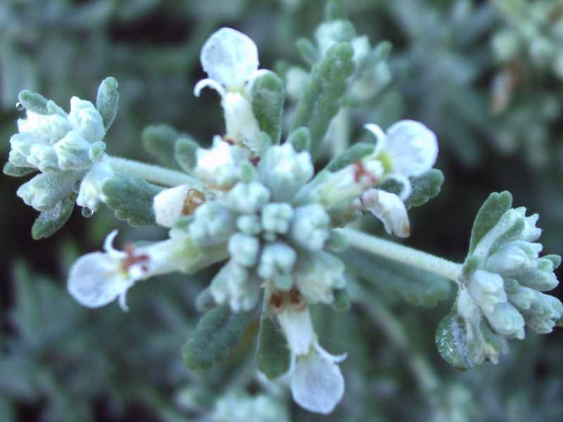 Teucrium capitatum